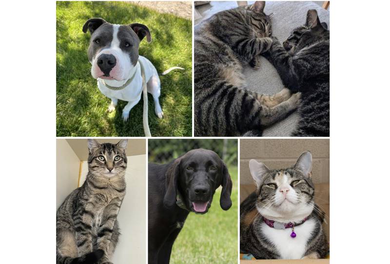 The Herald-News presents this week’s Pets of the Week. Read the description of each pet to find out about it, including where it can be adopted in Will County.