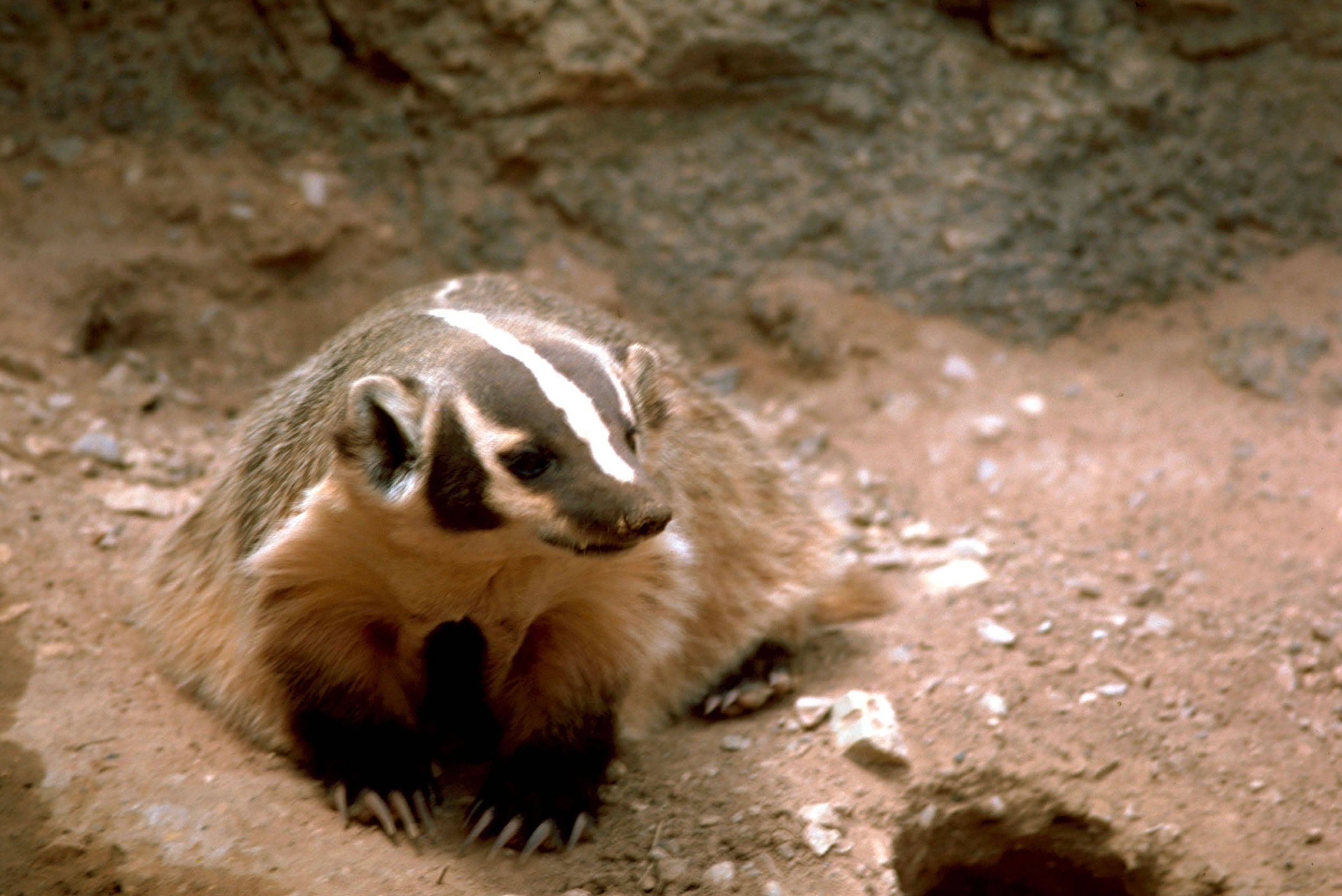 Good Natured in St. Charles: Badgers dig deep into pest-control role