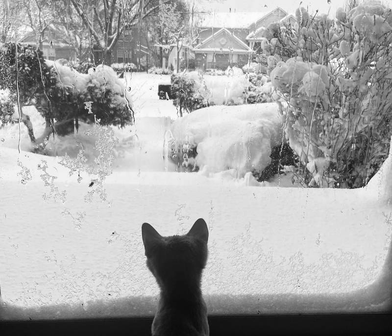 A kitten witnesses her first snowstorm from a window inside an Algonquin home.