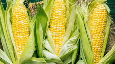 Rural La Salle farm store opens for season 