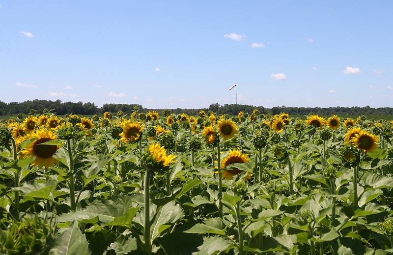 The sunflower field blooms on Tuesday July 12, 2022 at Matthiessen State Park in Oglesby. The flowers are located on the north end of the model airplane field in the river area entrance.