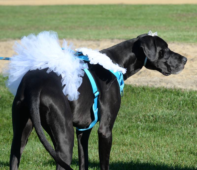 Leo, a 125-pound Great Dane, was dressed in a tutu and tiara for the 2024 Doggy Dash on Saturday, Sept. 7, 2024. The 3-year-old, owned by Isabella Bergstrom, wore his costume proudly for the duration of the event.