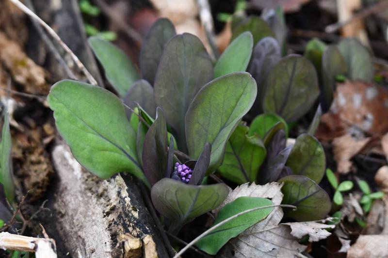 Search for signs of early wildflowers on a Where the Wildflowers Are hike offered by the Forest Preserve District of Will County on Sunday, March 10, 2024