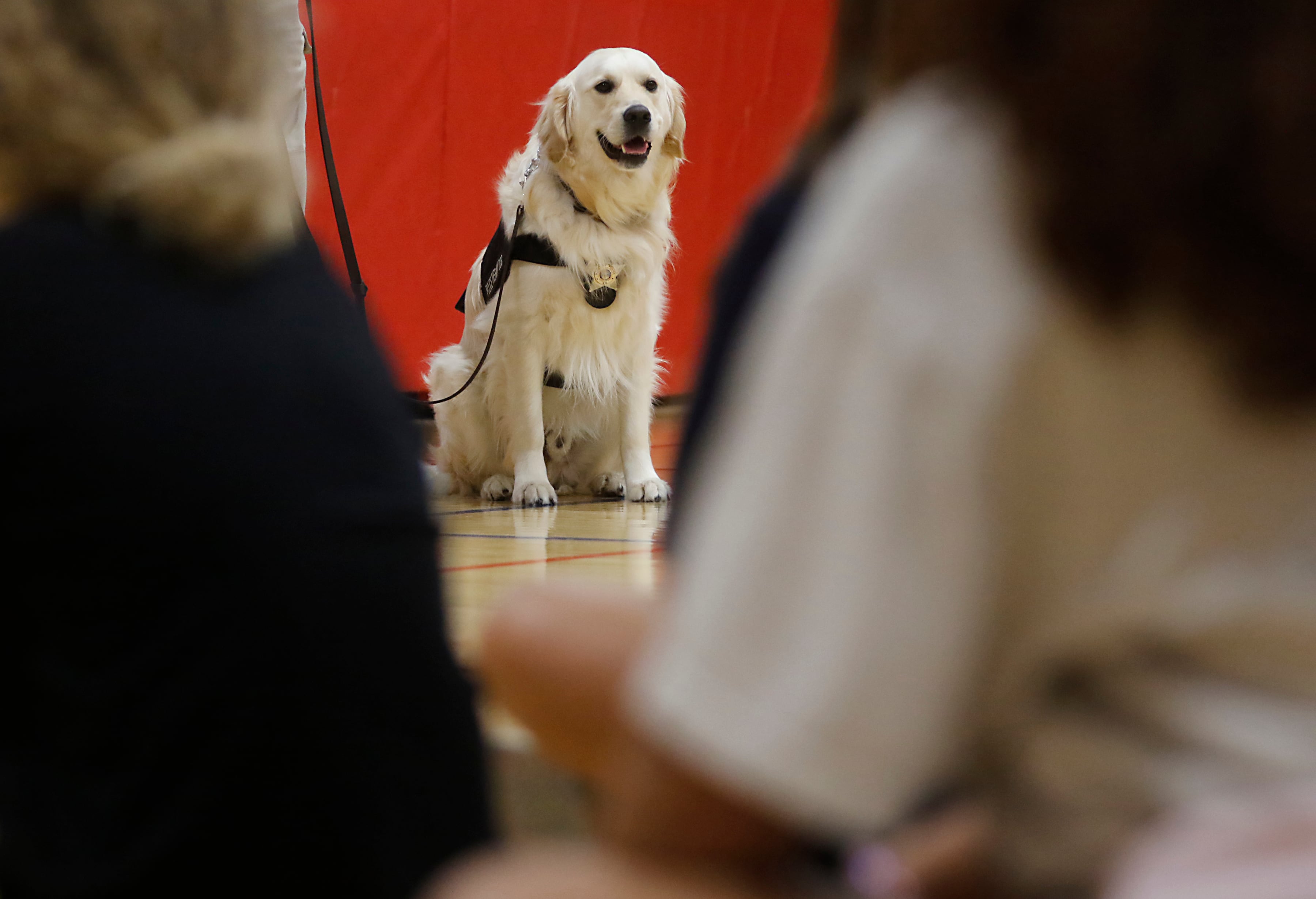 McHenry Police Department therapy dog, Oakley, looks at the students from Duker Elementary School on Friday, Aug. 16, 2024, during a ceremony to present, Oakley a patch in honor of late teacher Emily Schilf, who taught at Duker Elementary School in McHenry.