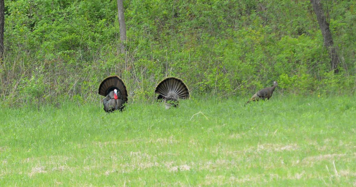 Illinois hunters take a record number of turkeys