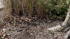 Most of Illinois abnormally dry, some experiencing drought conditions