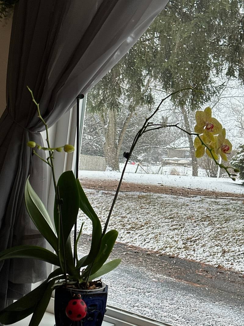 A view of the snow in McHenry County on Tuesday, January 9, 2024