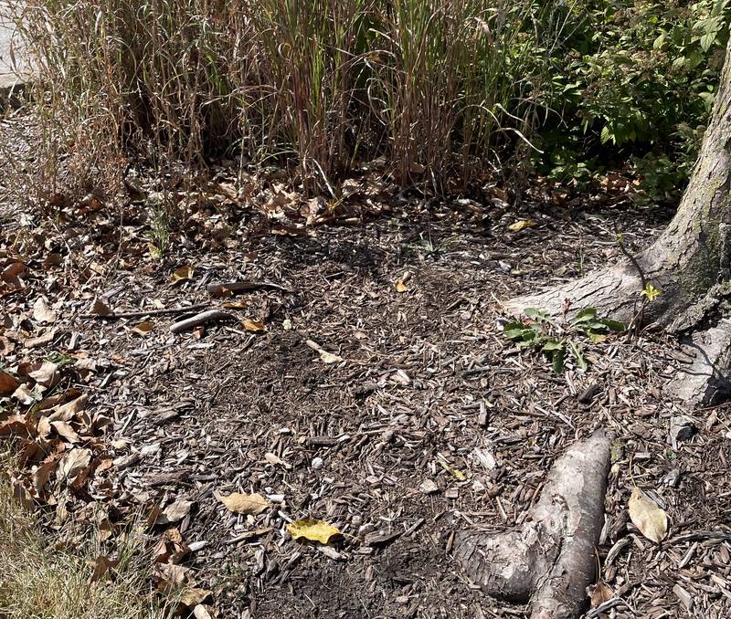 Most of the state is experiencing abnormally dry conditions since the end of July, according to the Illinois State Climatologist.