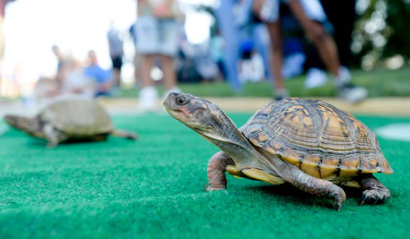 Hickory Knolls Nature Center box turtles Daisy and Myrtle race during the Campton Hills National Night Out event on Tuesday, August 2, 2022.