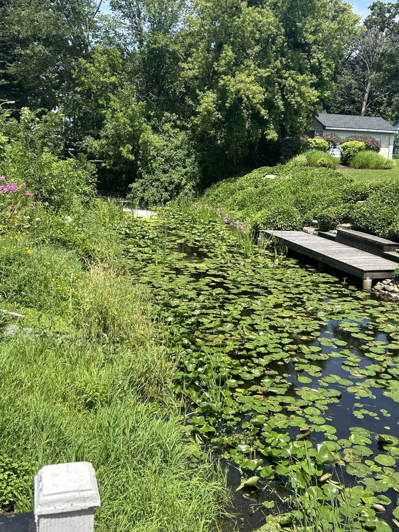 This year the channel has seen an increased amount of plants and reeds in the water, neighbors say.