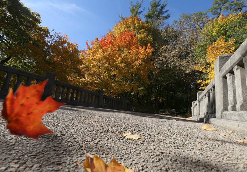 Maple leaves blow around on the Matthiessen bridge at Matthiessen State Park on Wednesday, Oct. 19, 2022 in Oglesby.