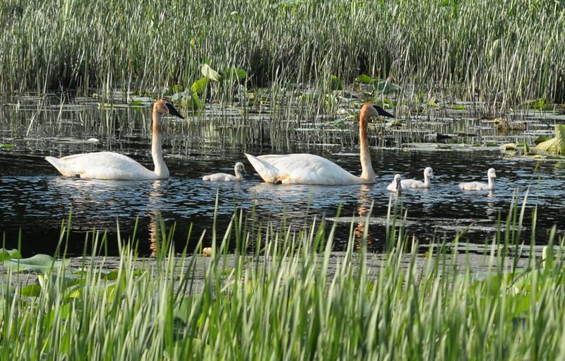 Two trumpeter swans and their four cygnets swim between the reeds in the backwaters of the Mississippi River near Lock & Dam 13 north of Fulton on Saturday, June 22, 2024..