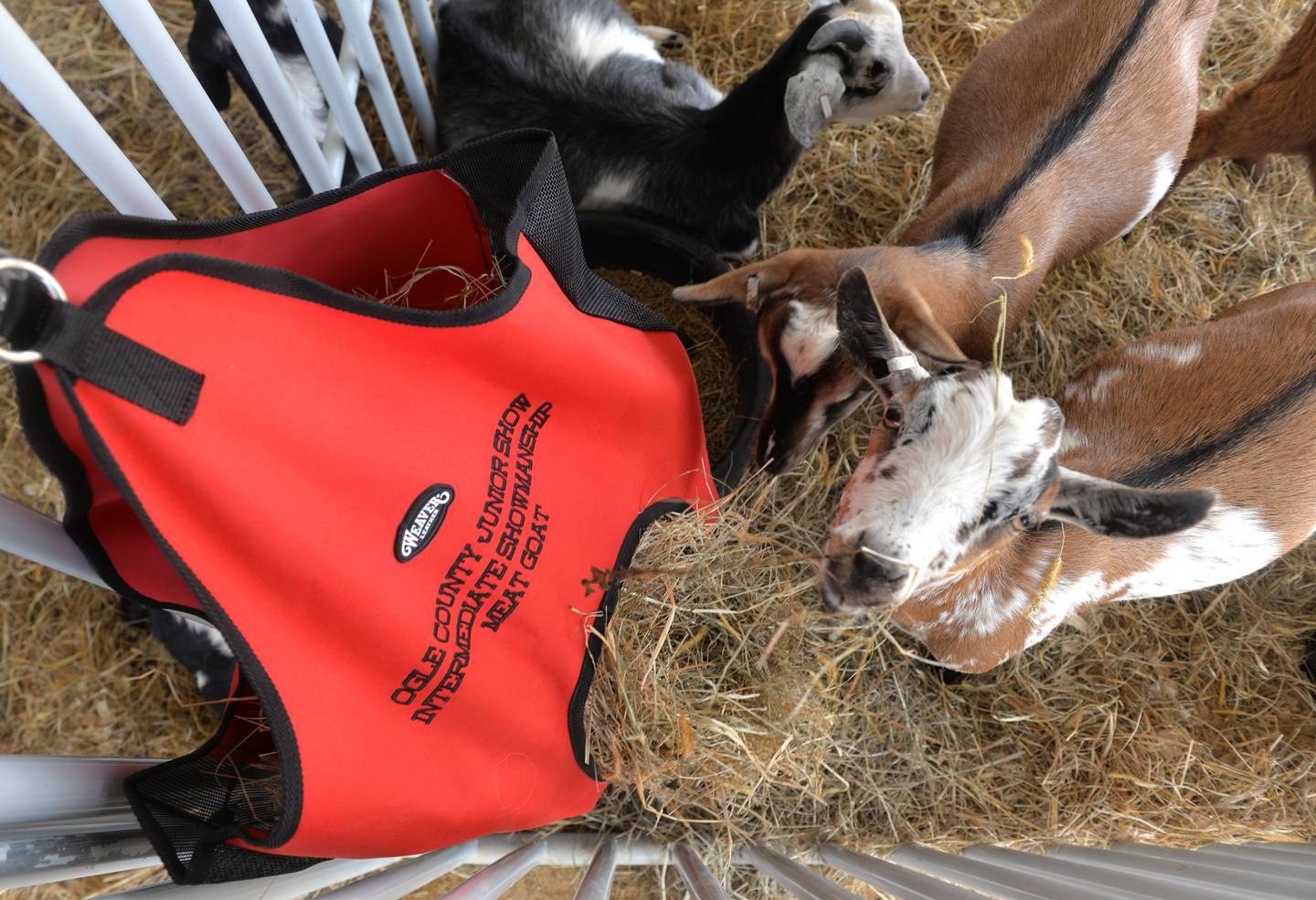 An inquisitive goat checks out the camera as it eats from its food bag at the Ogle County 4-H Fair on Friday, Aug. 4, 2023.