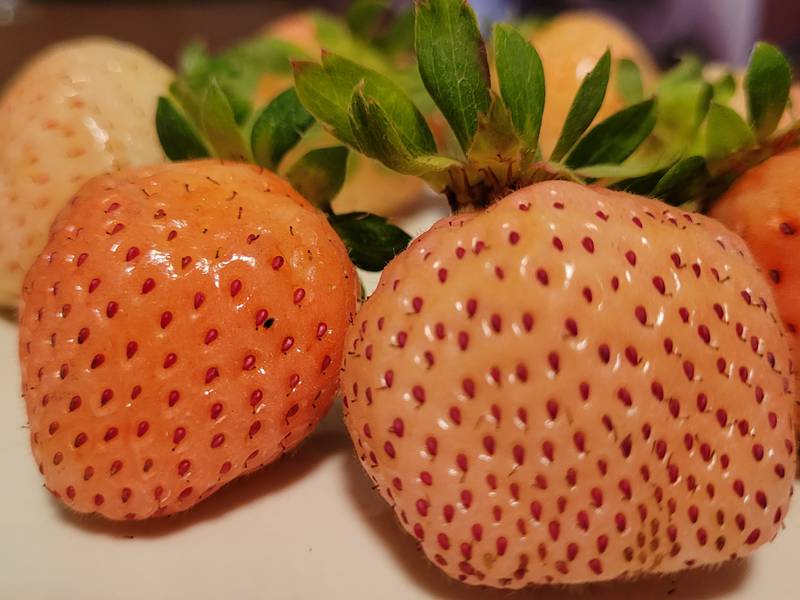 Everbearing pineberrries look like reverse strawberries with a sweet taste.