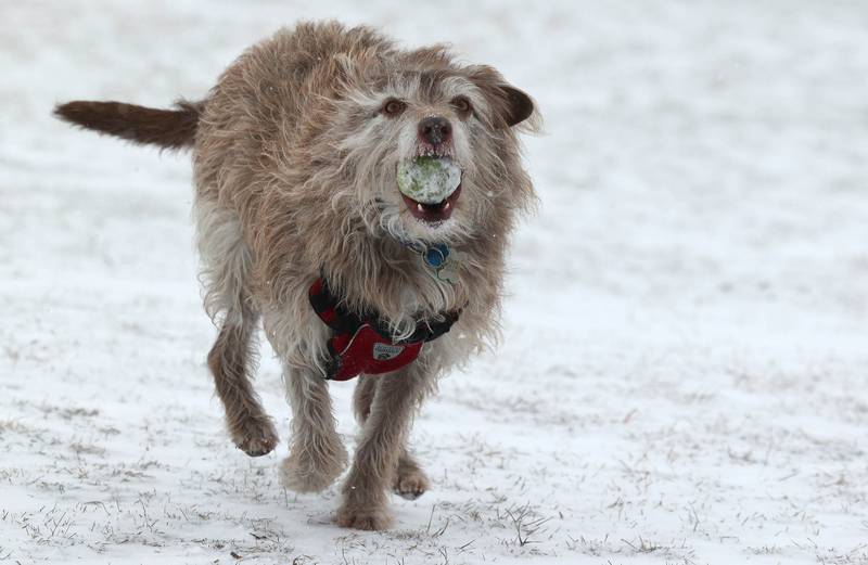 The cold doesn’t seem to bother Gracie as she plays ball with her owner Joel Plapp, of Sycamore, Thursday, Dec. 22, 2022, at the Sycamore Park District Dog Park. Snow, frigid temperatures and wind rolled into the area Thursday making travel and any outdoor activity a challenge.