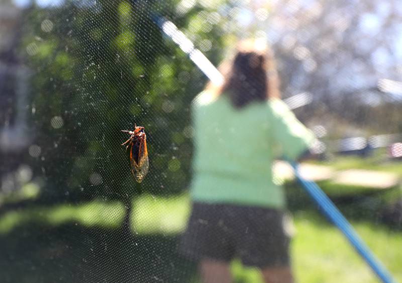 Seventeen years ago, North Aurora resident Bettina Sailer felt cheated when her yard did not buzz with the sound of 17-year cicadas. She went to other areas of the state where cicadas were plentiful and brought them back to her yard. With her yard facing a similar lack of cicadas this year, she has been doing the same thing and now has more than 4,000 cicadas in her yard.