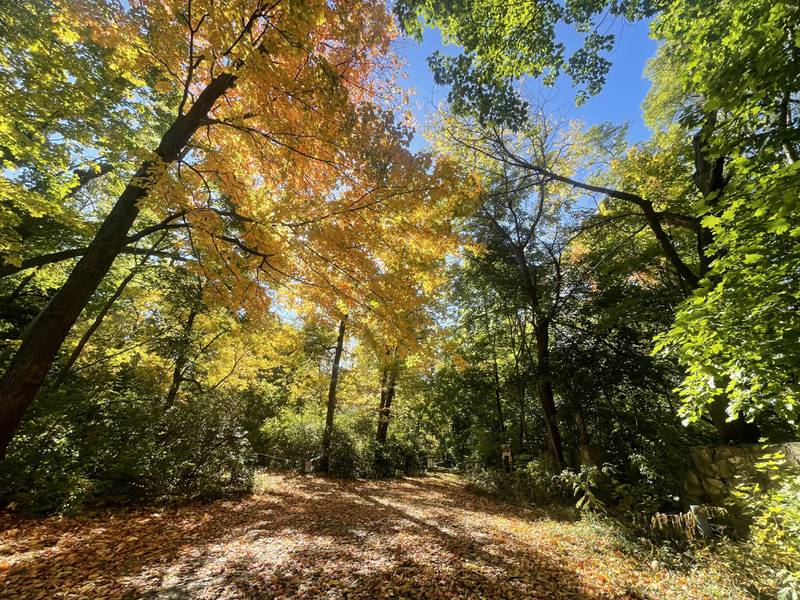 Fall colors illuminate through trees at Matthiessen State Park on Wednesday, Oct. 19, 2022 in Oglesby.