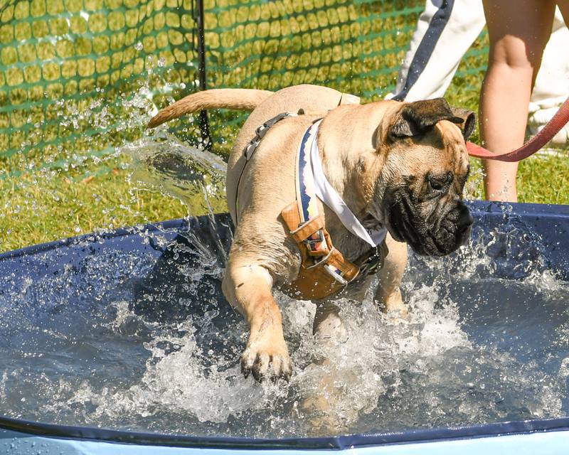 Bailee, 8 month bull Mastiff, enjoys splashing around in the pool during the Dog Daze event on Saturday Sept. 14, 2024, held at Fishel Park in Downers Grove.