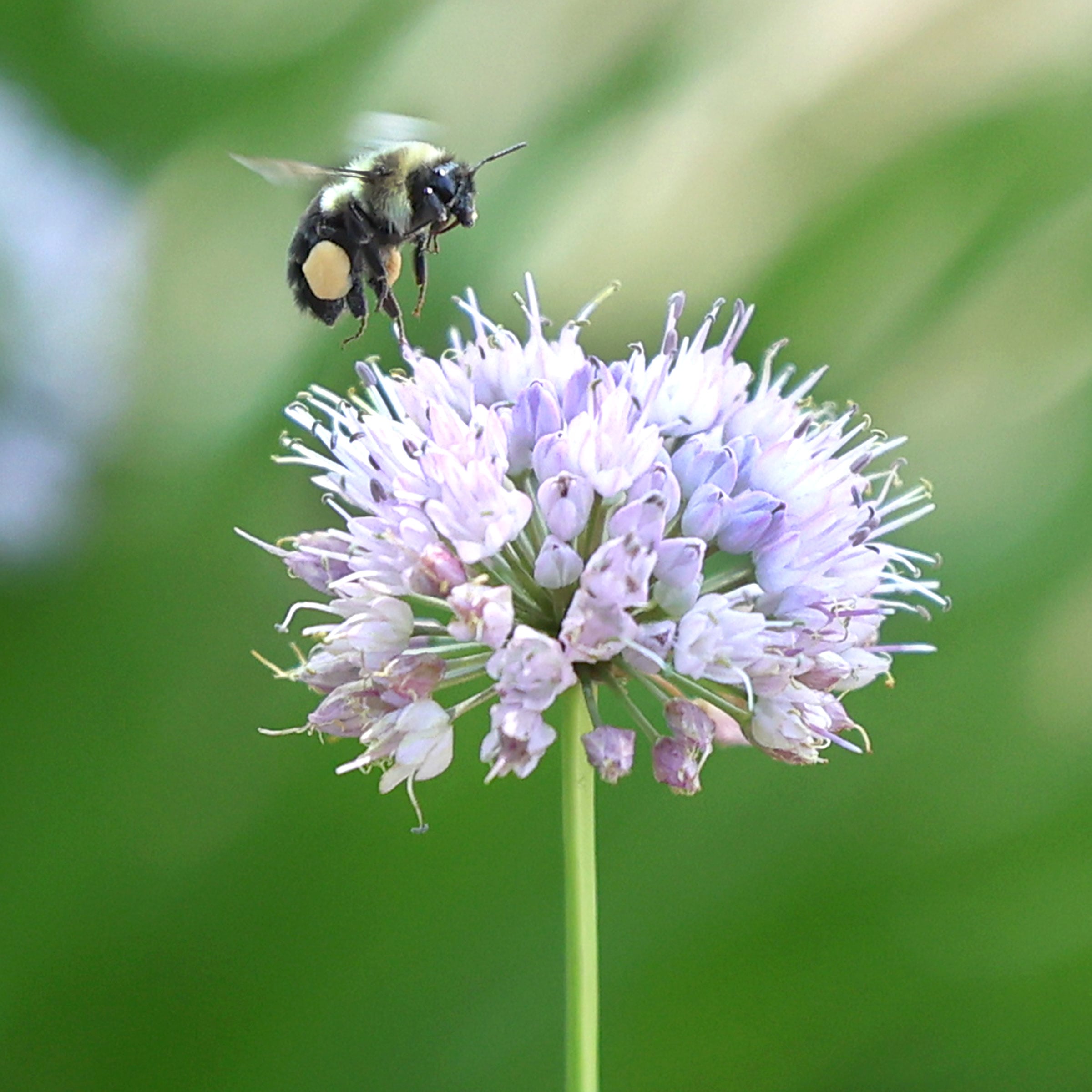 DuPage County Board welcomes beekeeping on smaller lots