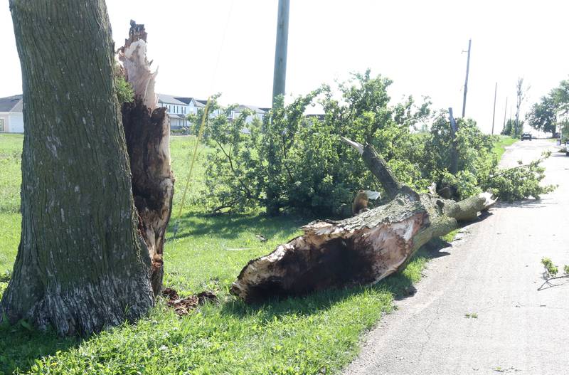 A tree blown down by the storms Monday, July 15, 2024, sits along Cimaron Street in Cortland. High Winds and heavy storms hit DeKalb County overnight causing downed trees and power outages in the area.