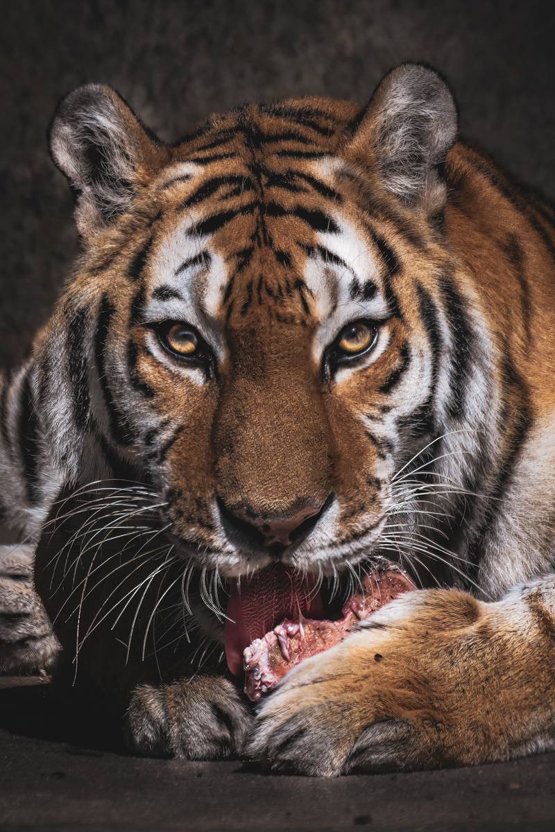 Whirl, one of Brookfield Zoo's Amur tigers, was photographed by Princeton resident Sarah Geiger. Geiger won first place in the mammal category of the zoo's 2024 Photo Contest with the image.