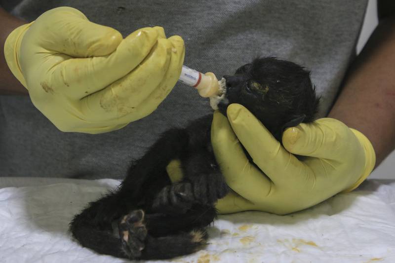 A veterinarian feeds a young howler monkey rescued amid extremely high temperatures in Tecolutilla, Tabasco state, Mexico, Tuesday, May 21, 2024. Dozens of howler monkeys were found dead in the Gulf coast state while others were rescued by residents who rushed them to a local veterinarian. (AP Photo/Luis Sanchez)