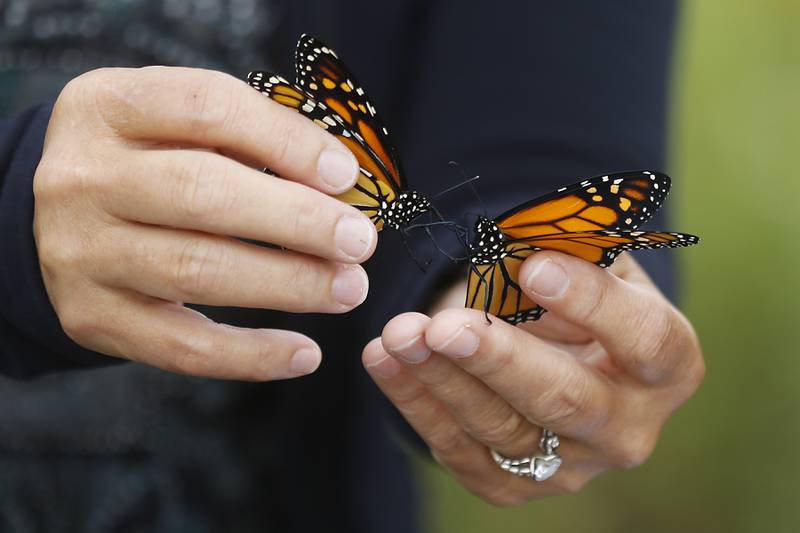 Gerriann Gerritsen releases Monarch butterflies that she raised Wednesday, Sept. 20, 2023, at the McHenry County Conservation District's Pleasant Valley near Woodstock.