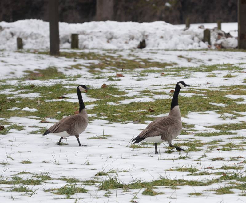 Two Canada geese walk on the bank along the first ford at White Pines State Park on Tuesday, Jan. 30, 2024. Warmer temperatures have blanketed the the region following the winter storm that dropped 10-13 inches of snow two weeks ago.