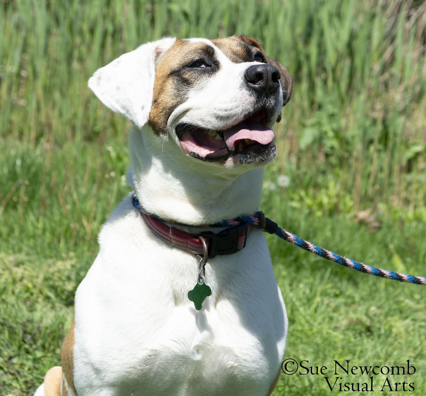 Marlo is most likely a pit bull/St. Bernard mix. She loves to play and snuggle. Marlo needs an active and strong leader. Contact the Will County Humane Society at willcountyhumane.com and follow the instructions for the adoption process.