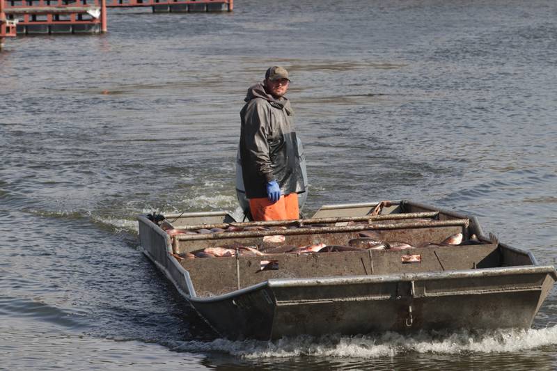 Nick Dickau commercial fisherman for the Illinois Department of Natural Resources drives a flat bottom boat full of Cobi formally known as Asian carp into Starved Rock Marina on Thursday, Nov. 3, 2022 in Ottawa.