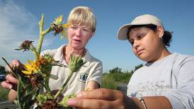 Midewin National Tallgrass Prairie in Wilmington seeking applicants for 2023 Youth Conservation Corps