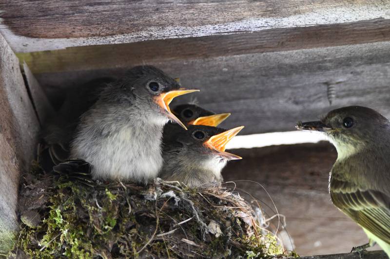 Eastern phoebes show a preference for nesting in sheltered locations. They’ll also refurbish and reuse their nests, often returning to the same site year after year.