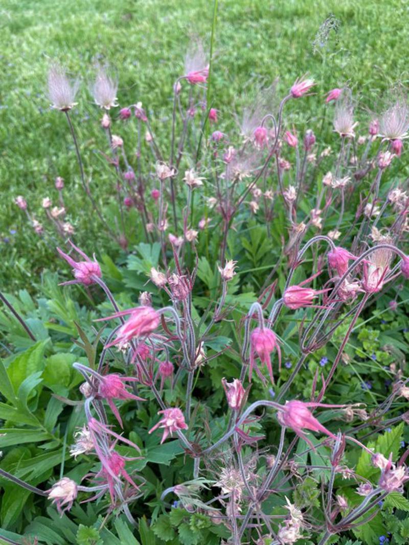 Prairie Smoke shows the start of tufting that gives the plant its name.