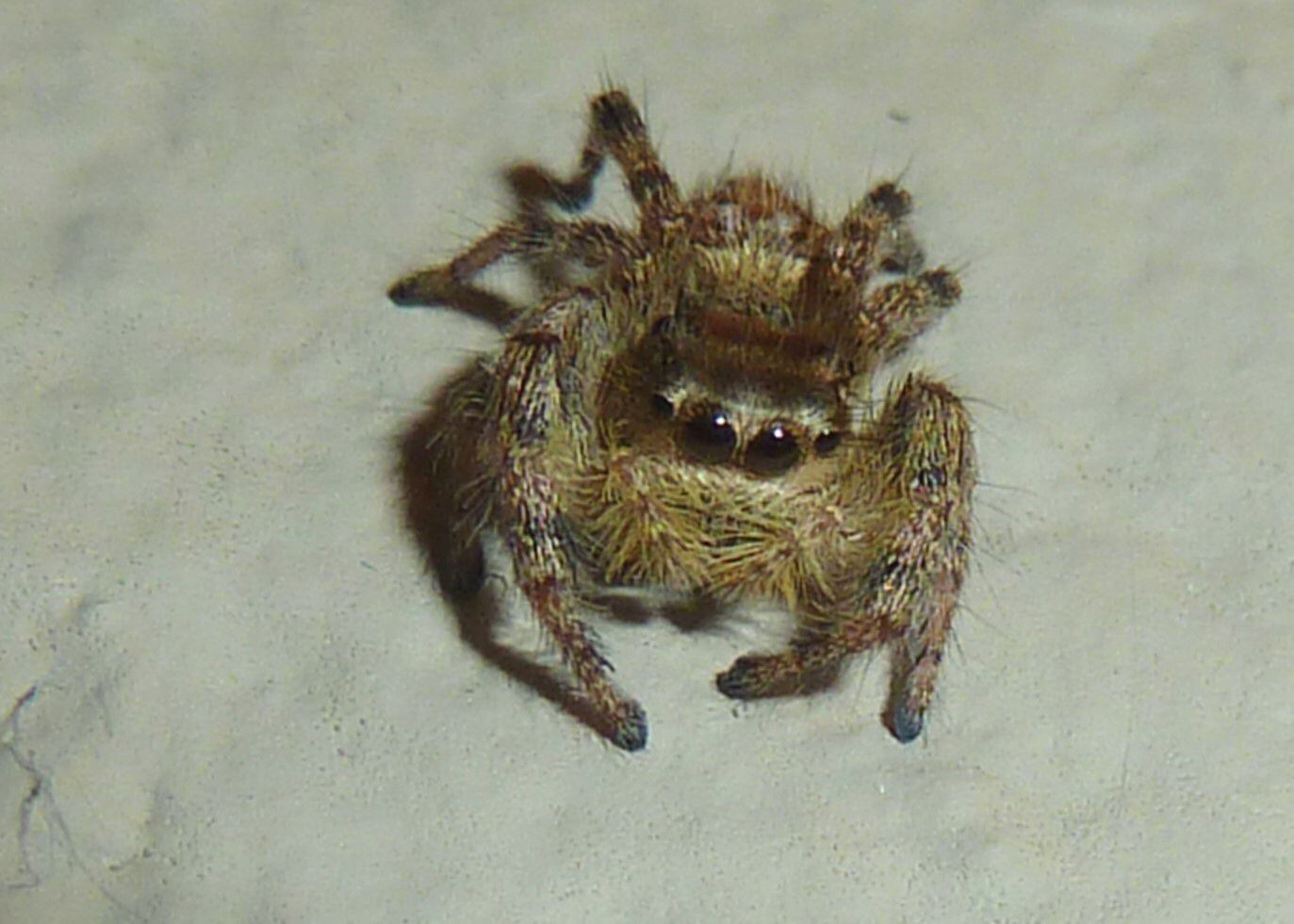 The Putnam's jumping spider, Lifestyles