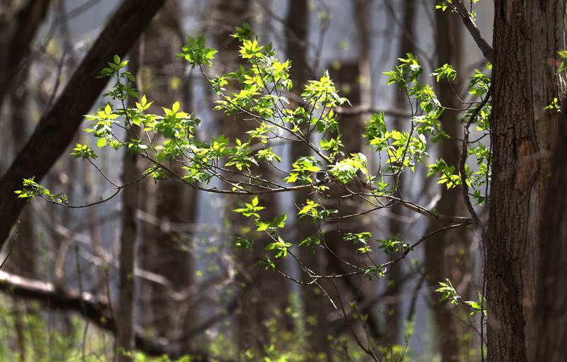 Newly sprouted leaves catch a ray of sun Friday, April 21, 2023, at County Farm Woods in DeKalb.