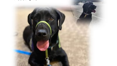 Antioch Police Department’s new comfort dog to be sworn in this month