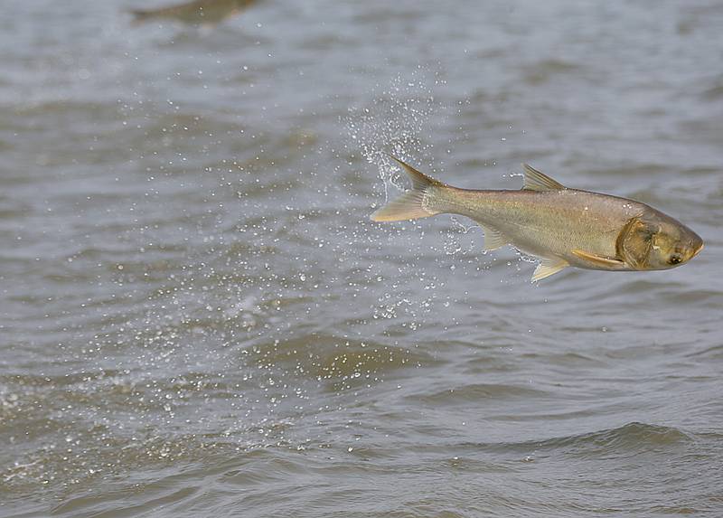 An Asian carp jumps out of the water on Senachwine Lake near Putnam on Aug. 7, 2021.