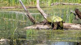 Video of rescue – Good Natured in St. Charles: Fishing line puts turtles, other wildlife in peril 