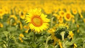 Sunflowers return to Matthiessen State Park