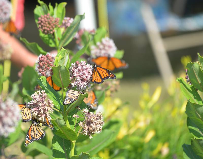 Monarch butterflies feed on a milkweed plant after being released at the Serenity Hospice & Home Memorial Butterfly Release on Saturday, July 8, 2023, in Oregon.