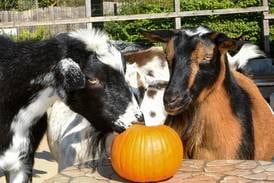 Boo! at the Zoo to bring family-friendly Halloween fun to Brookfield