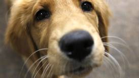 McHenry County buys support dog named Honey for courthouse 