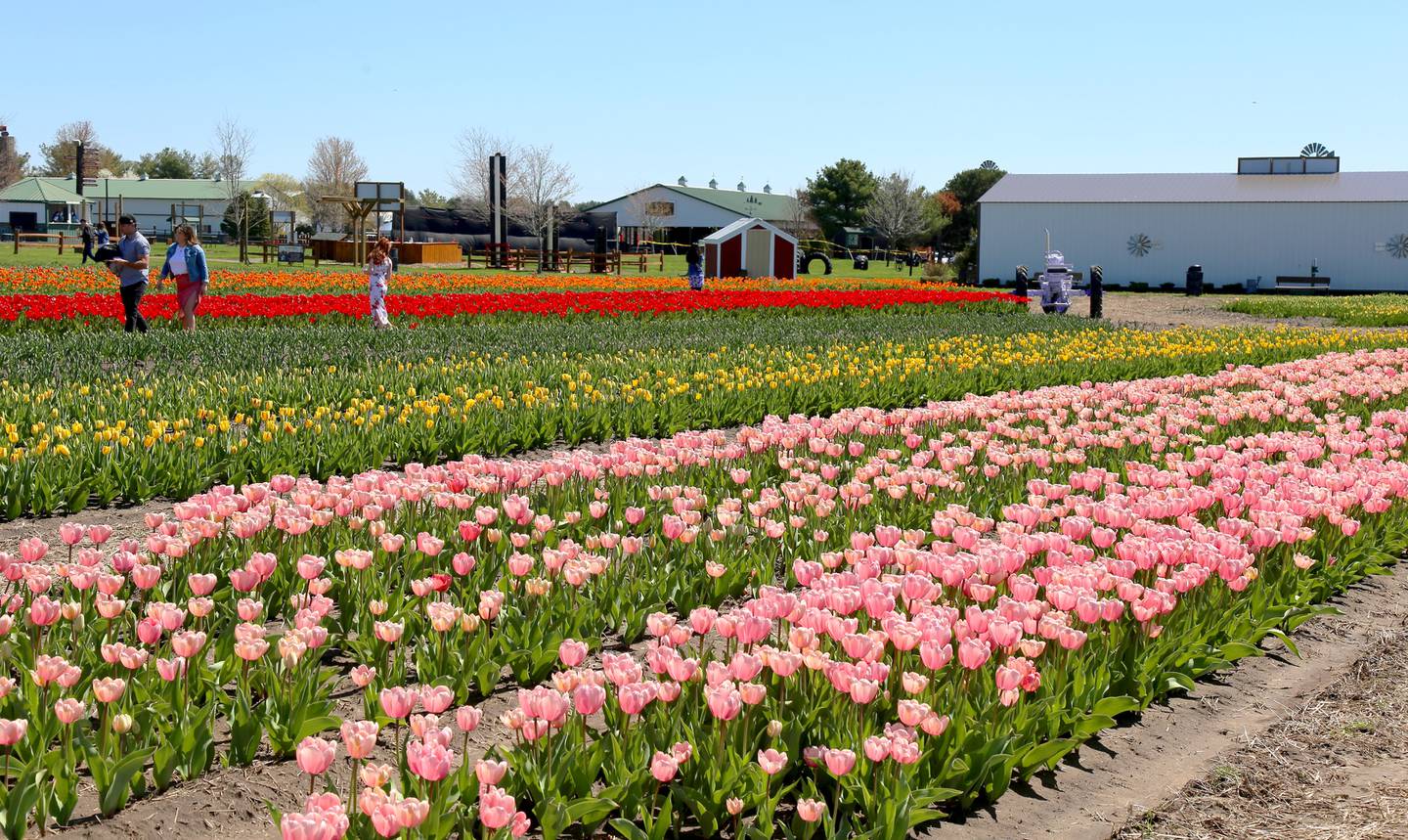 People enjoy the many different colored tulips at the first ever Tulip Fest at Kuiper’s Family Farm in Maple Park on Saturday, May 7, 2022.