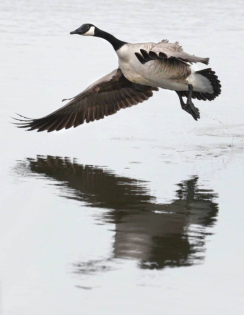 A Canada goose slashes down March 10, 2023, at Shabbona Lake State Park in Shabbona. Snow over night in DeKalb County resulted in a dusting to four inches depending on where you were at.