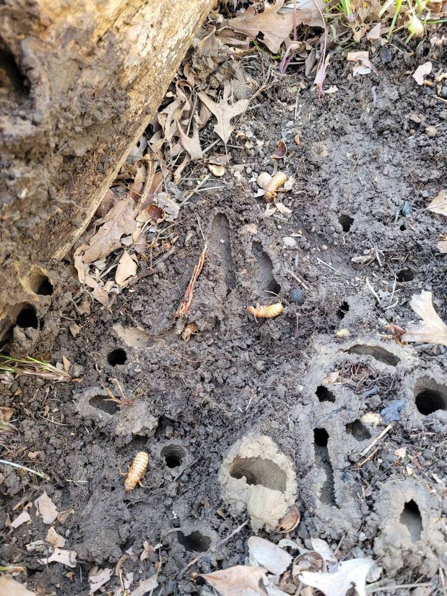 A McHenry County Conservation District staffer blowing leaves last week found this evidence of 17-year cicadas emerging from the ground the week of April 22, 2024.