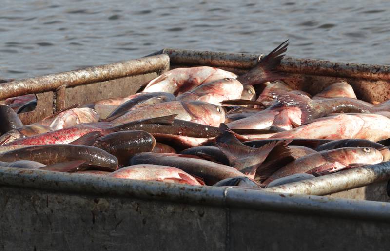 A close up of the Cobi on a flat-bottom boat on Thursday, Nov. 3, 2022 at the Starved Rock Marina near Ottawa. The fish bleed instantly when they are taken out of water. Their gills are a lot denser and abundant in blood vessels that cause the fish to bleed easy.