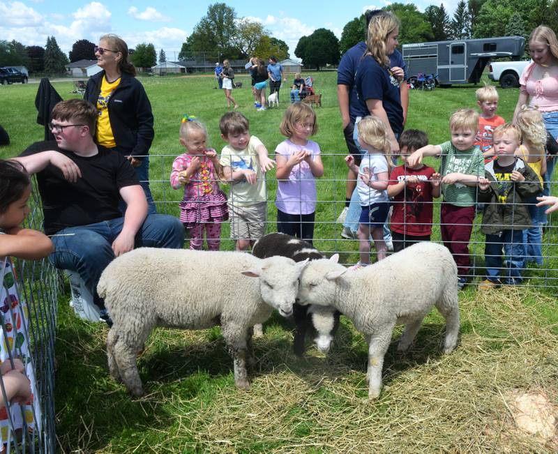 Centennial Grade School Pre-kindergarteners check out the three sheep FFA member Sawyer Marceal brought to the Polo High School's FFA Petting Zoo on Friday, May 10, 2024.