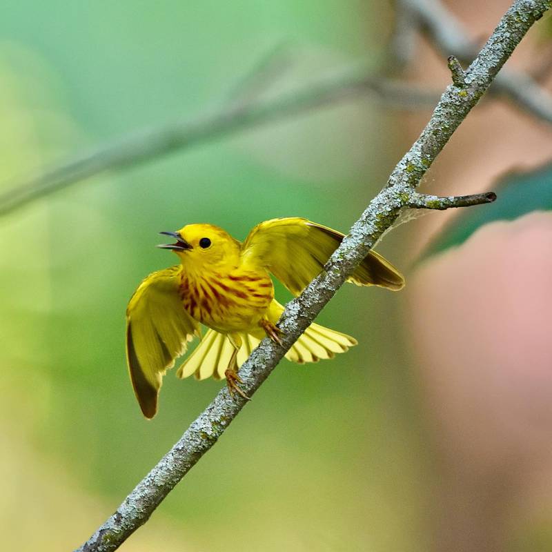 Drop in to the Forest Preserve District’s Four Rivers Environmental Education Center in Channahon during the month of May to take part in self-guided Migration Celebration activities. To add to the fun, snap some photos for the new Where Feathers Meet the Flash bird photography contest.