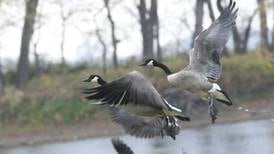 Drawing for waterfowl hunting sites at Potter’s Marsh announced