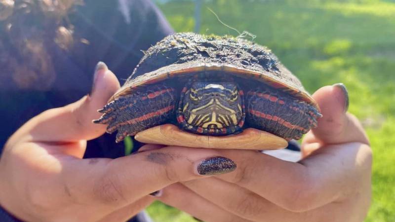 Families in the Sunset Views community in Lily Lake have been working together to help turtles cross the road for years, and are now raising funds to install turtle crossing signs to increase awareness and help protect them from traffic.